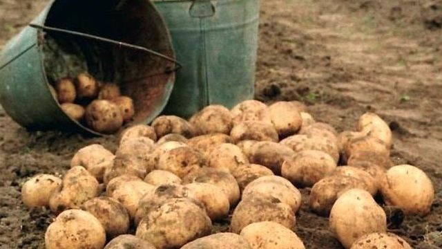 Срок созревания картофеля от посадки до сбора урожая, что такое вегетация
