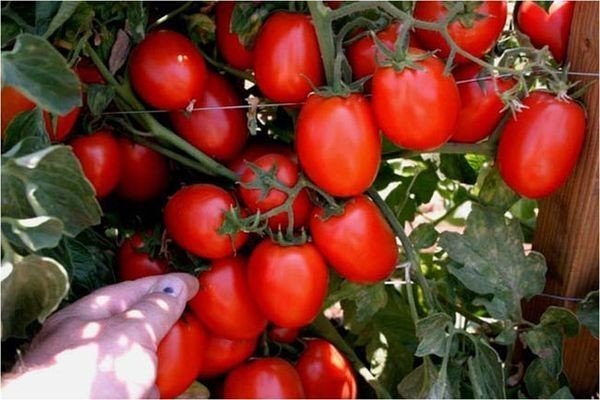 Сорта помидор для теплицы