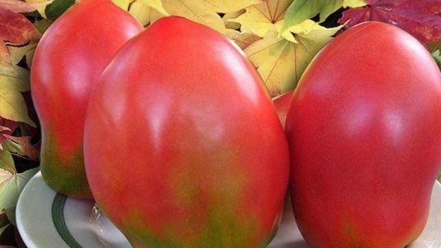 Помидоры сорта "Безразмерный": описание томатов и особые характеристики Русский фермер