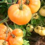 Томат хурма — характеристика и описание сорта, урожайность, фото, выращивание, отзывы