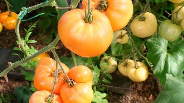 Томат хурма — характеристика и описание сорта, урожайность, фото, выращивание, отзывы