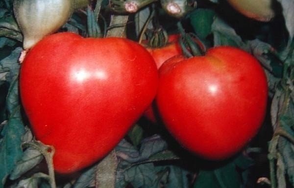Бычье сердце помидоры