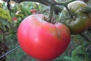 Сорт помидор суперклуша