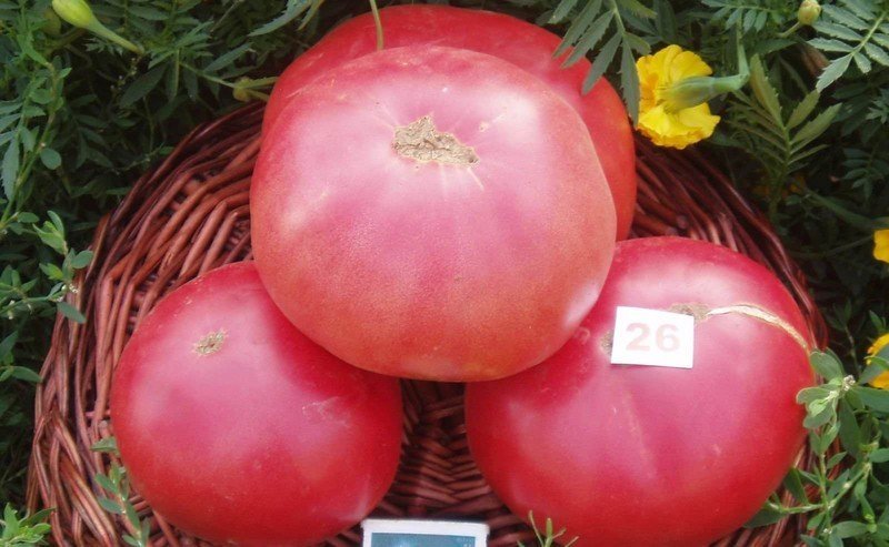 Розовый гигант томат