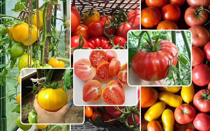 Ранние сорта томатов детерминантные для теплиц