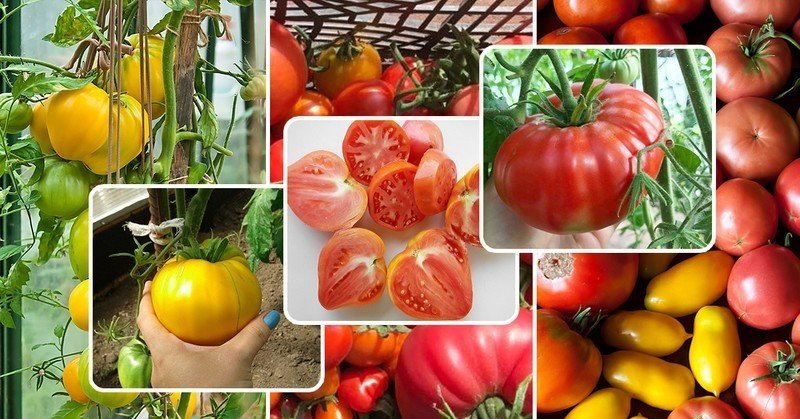 Сорта помидор для теплицы сибирской селекции