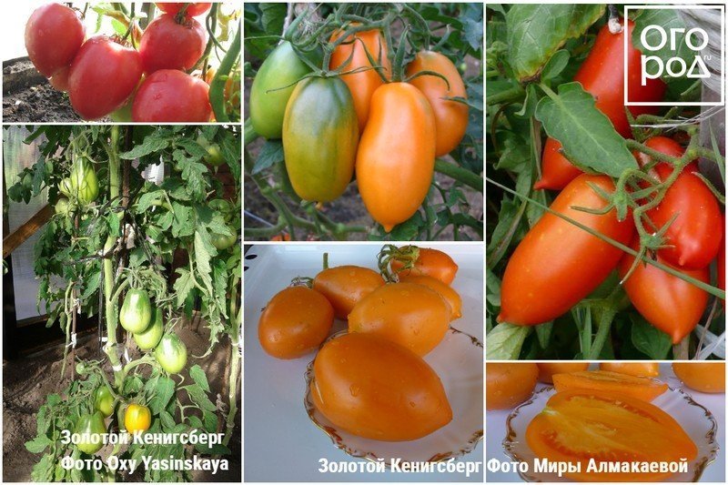 Засолочные сорта томатов для открытого грунта