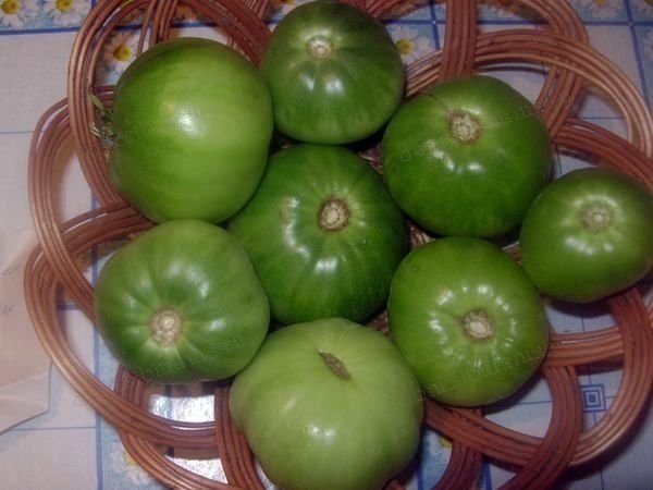 Домашние зеленые помидоры