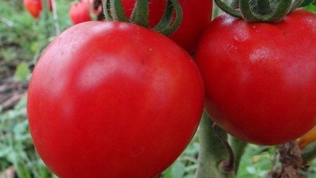 Загадка: описание сорта томата, характеристики помидоров, посев