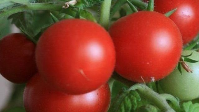 Как посадить и вырастить томат «Снегирь»