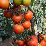Ультраранний томат «Белый налив»: выращиваем из семян рассаду, пересаживаем в теплицу или грунт и наслаждаемся урожаем