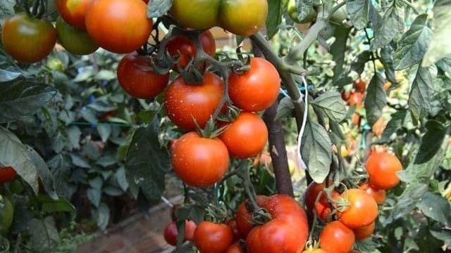 Томат белый налив: чем хороши помидоры этого сорта, как их правильно выращивать и какие отзывы оставляют о нем огородники