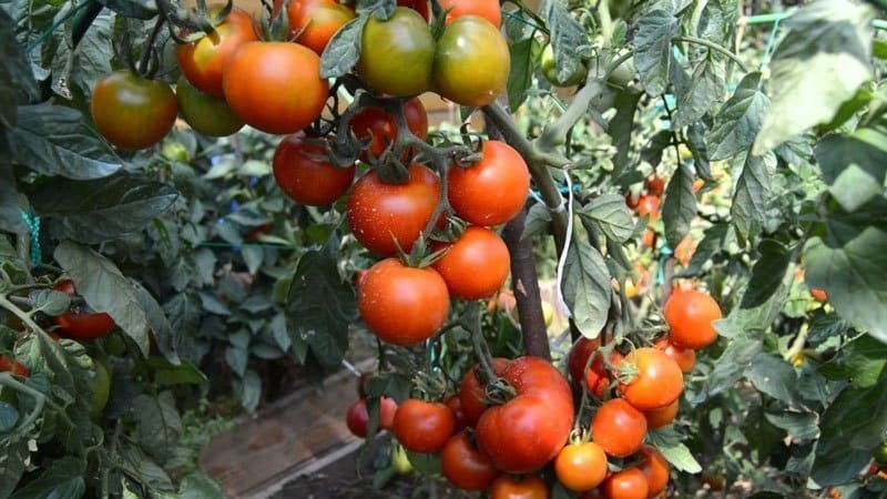 Сорт томатов клуша