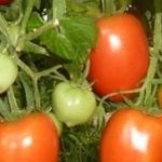 Выращивание томата Столыпин