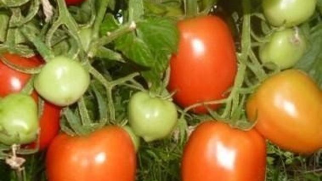 Выращивание томата Столыпин
