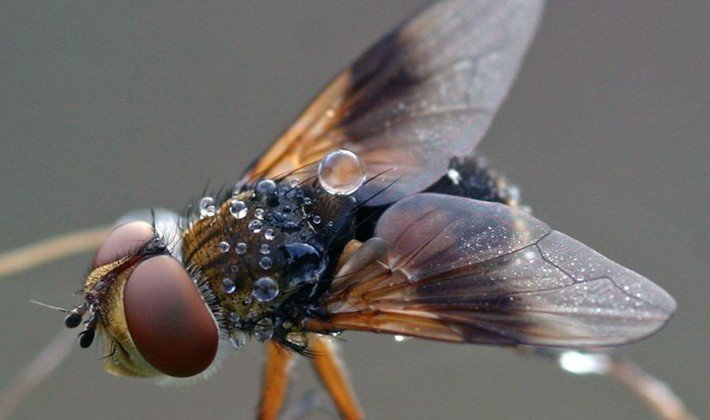 Отряд насекомых двукрылые представители