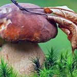 Болезни и вредители грибов