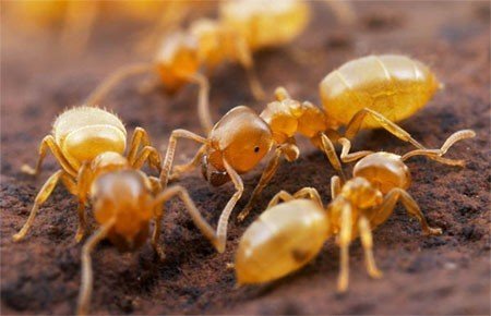 Песчаный муравей желтый