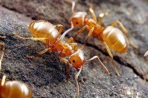 Жёлтый земляной муравей