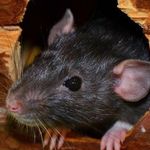 Эффективные и быстрые методы борьбы с мышами на даче