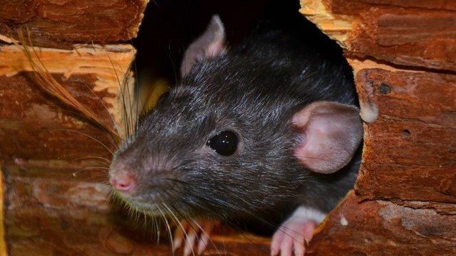 Как избавиться от мышей на даче народными средствами и химиопрепаратами