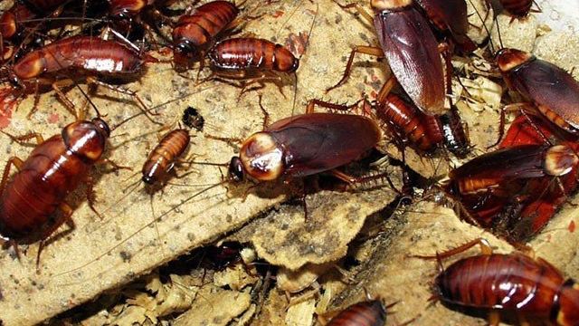 Как избавиться от тараканов из квартиры: химические средства, ловушки и народные методы