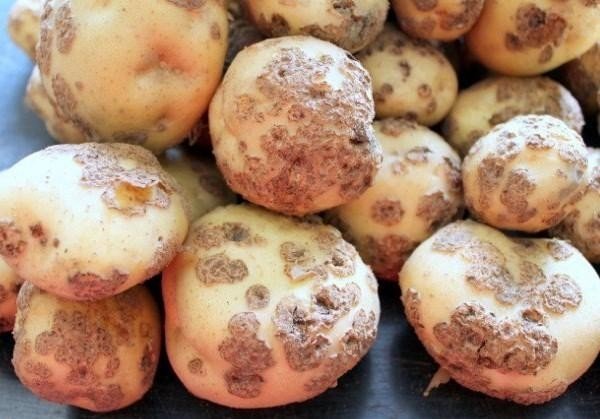 Обыкновенная парша картофеля