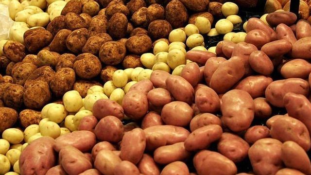 Картофельные болезни: нематода, кольцевая и сухая гниль, как бороться