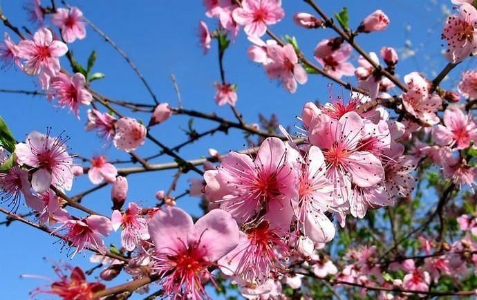 Цветение персика в японии