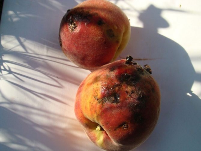 Клястероспориоз персика