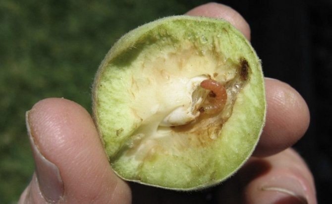 Яблонный плодовый пилильщик – haplocampa testudinea klug