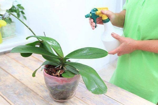 Орхидея в домашних условиях
