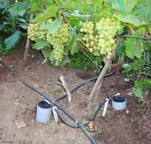 Капельное орошение виноградников