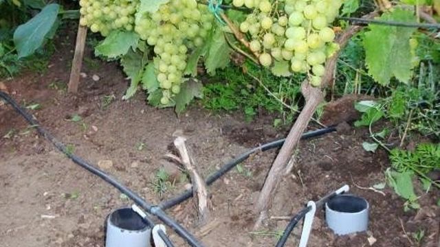 Виноград не успел созреть, что делать. Как ускорить созревание винограда осенью