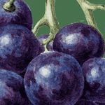 Как обрезать виноград весной для беседки
