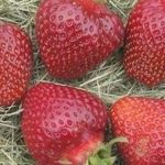 Описание клубники сорта Рубиновый кулон и правила выращивания
