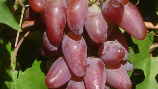 Описание сорта винограда «Дубовской розовый»