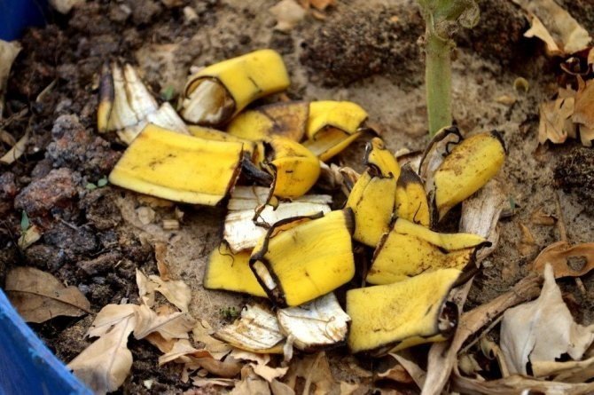 Раствор из банановой кожуры для рассады