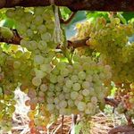 Сорт винограда Коринка русская: что нужно знать о нем, описание сорта, отзывы
