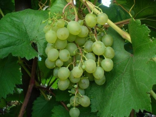 Сорт винограда коринка русская