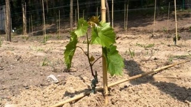 Уход за виноградом изабелла осенью