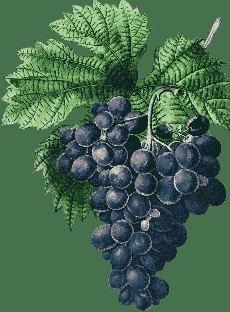 Vitis vinifera виноград