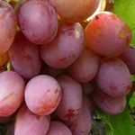 Виноград Рубиновый Юбилей: описание сорта, фото и отзывы садоводов