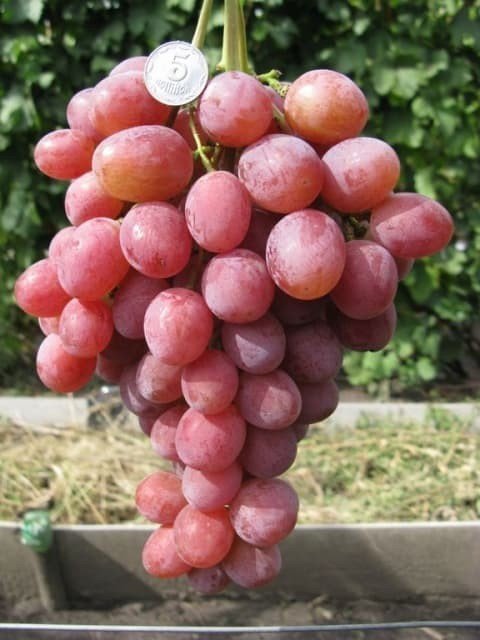 Виноград минский розовый