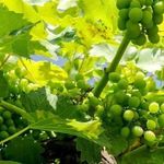 Выращивание сорта винограда Илья