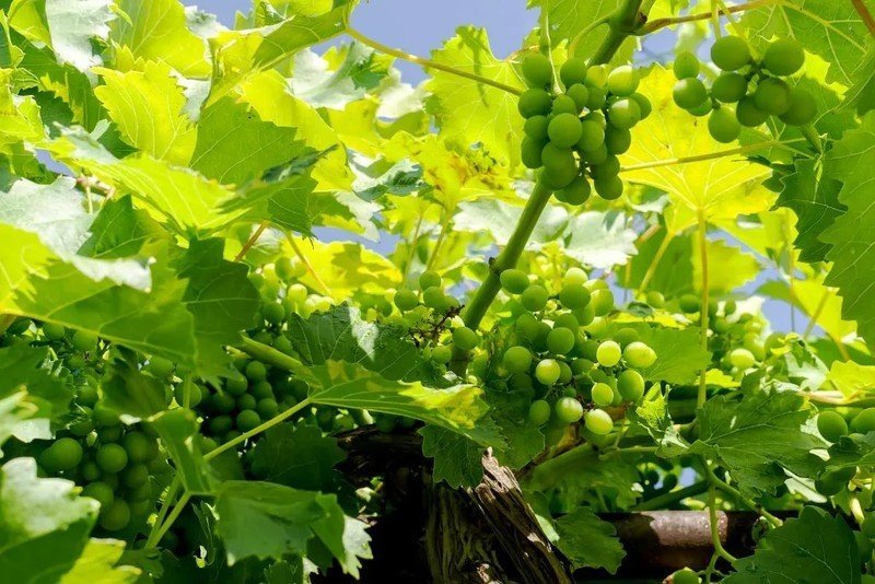Зеленый виноград