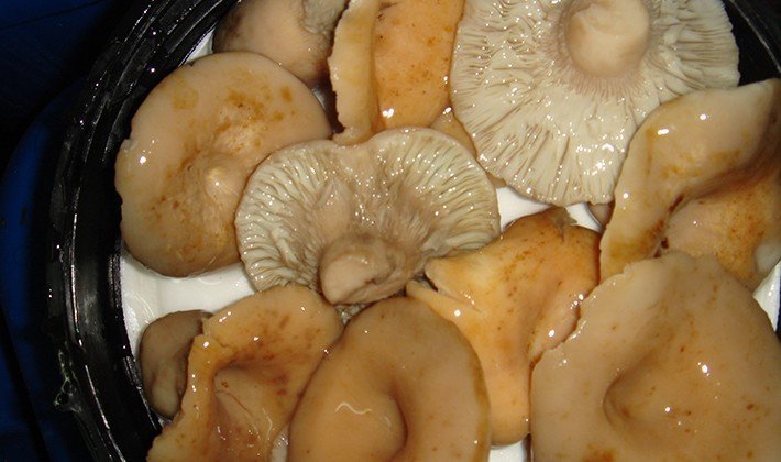 Маринованные грибы волнушки