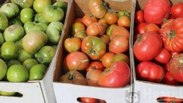Как хранить свежие помидоры дома, чтобы долго не портились