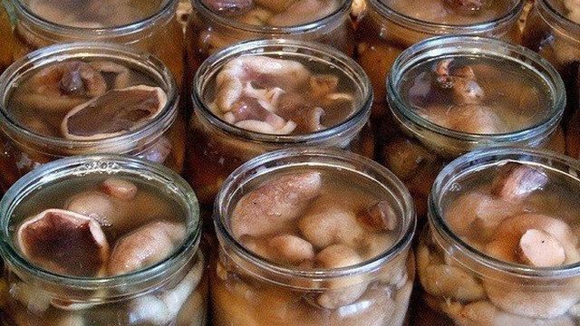 Маслята, консервированные на зиму: рецепты, как консервировать грибы маслята в домашних условиях