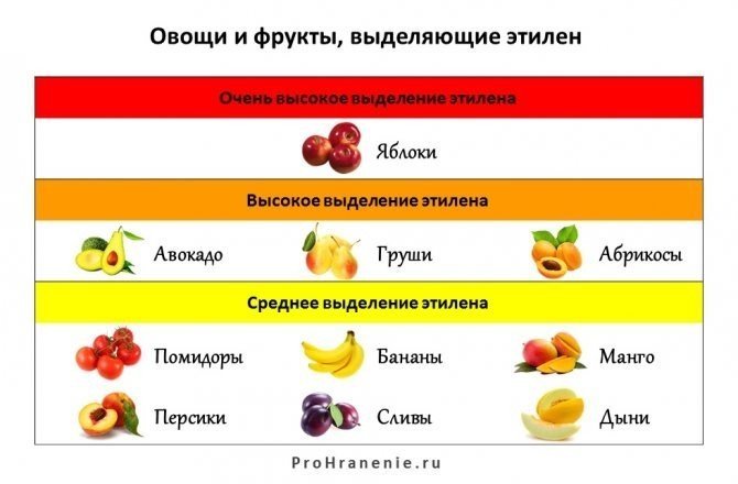 Таблица хранения овощей и фруктов совместимость